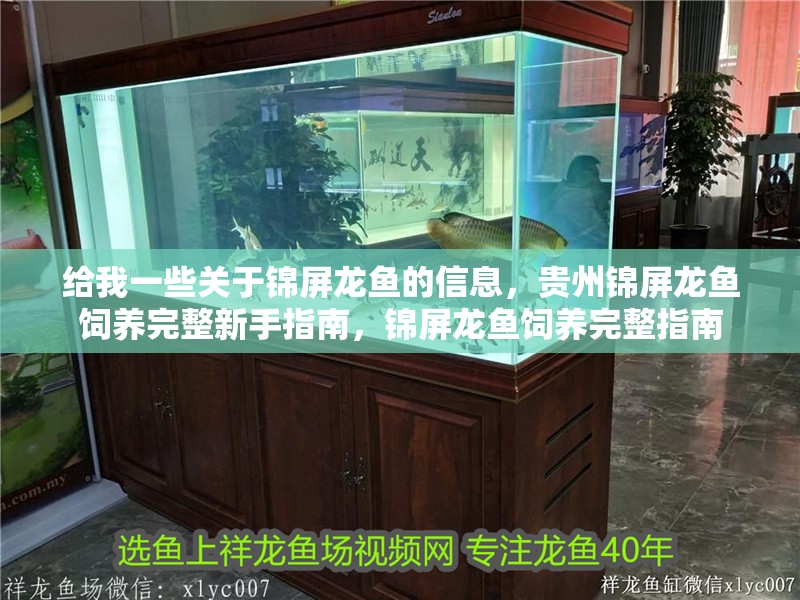 給我一些關于錦屏龍魚的信息，貴州錦屏龍魚飼養完整新手指南，錦屏龍魚飼養完整指南
