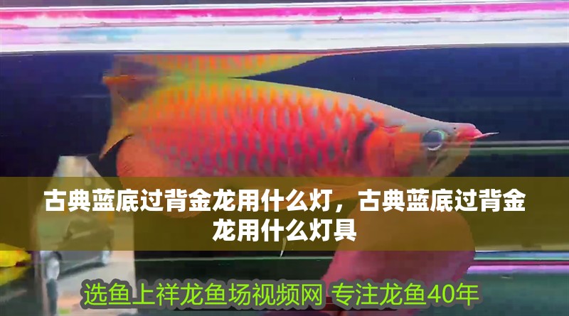 古典藍底過背金龍用什么燈，古典藍底過背金龍用什么燈具