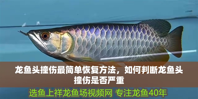 龍魚頭撞傷最簡單恢復方法，如何判斷龍魚頭撞傷是否嚴重