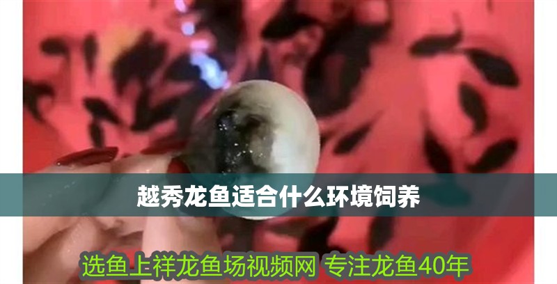 越秀龍魚適合什么環(huán)境飼養(yǎng)