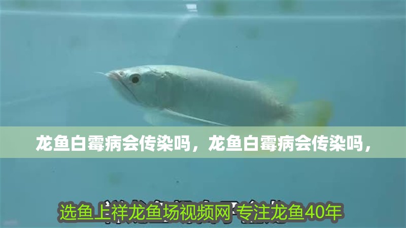 龍魚白霉病會傳染嗎，龍魚白霉病會傳染嗎，