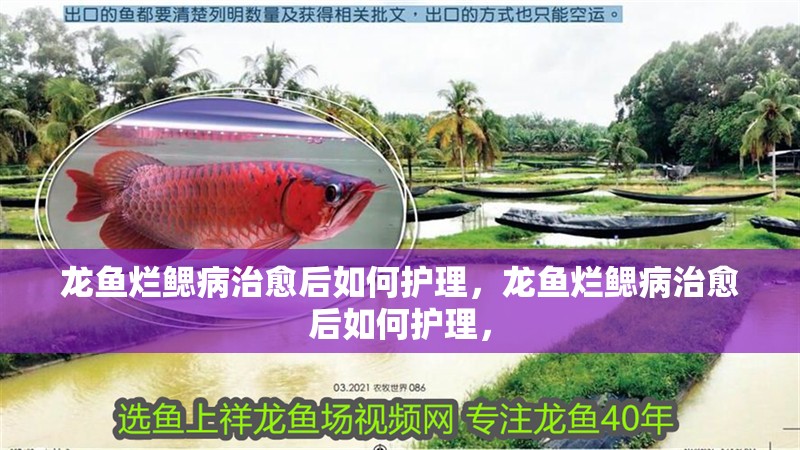 龍魚爛鰓病治愈后如何護理，龍魚爛鰓病治愈后如何護理，