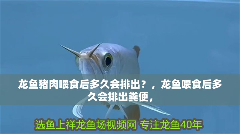 龍魚豬肉喂食后多久會排出？，龍魚喂食后多久會排出糞便，