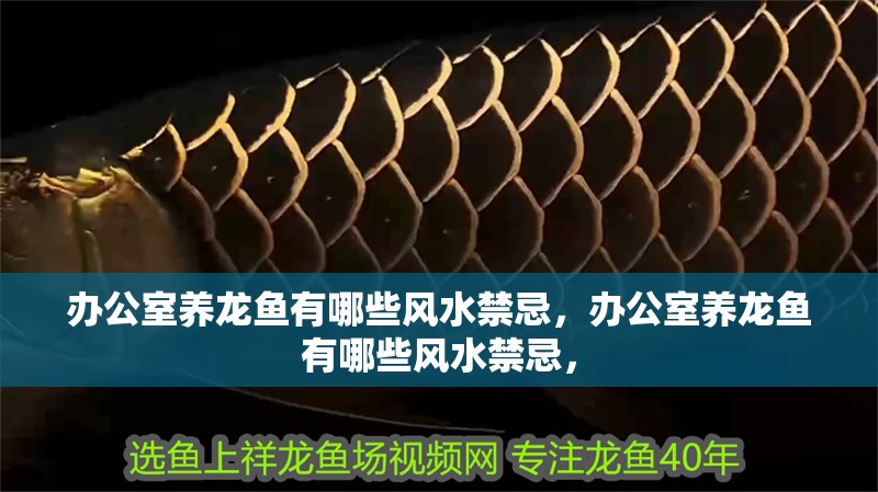 辦公室養龍魚有哪些風水禁忌，辦公室養龍魚有哪些風水禁忌，