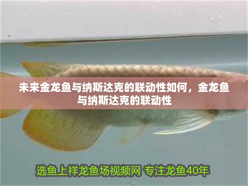 未來金龍魚與納斯達克的聯動性如何，金龍魚與納斯達克的聯動性