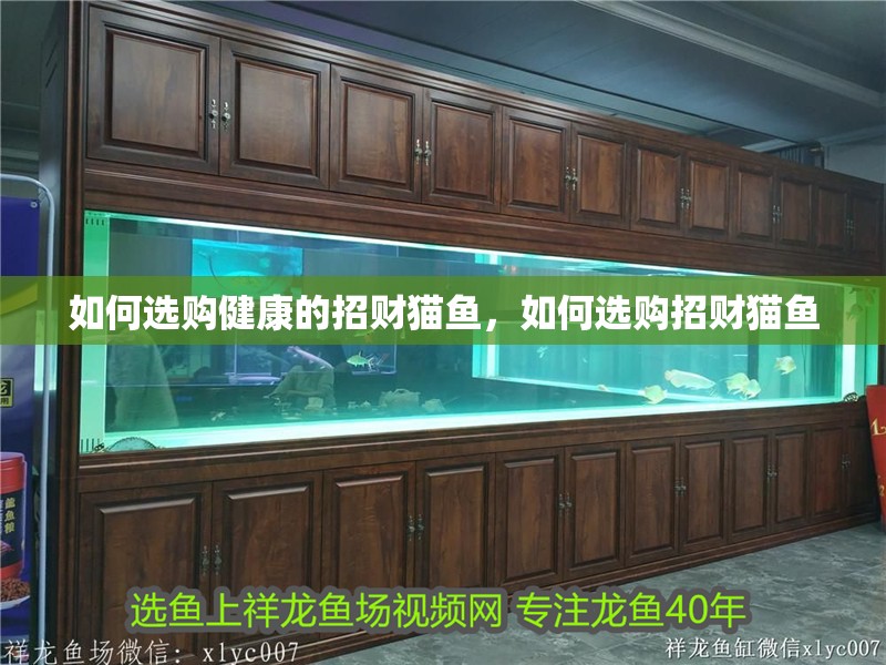 如何選購健康的招財貓魚，如何選購招財貓魚