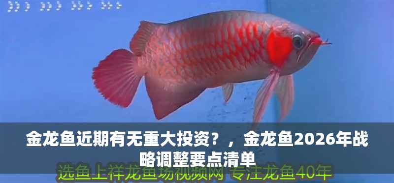 金龍魚近期有無重大投資？，金龍魚2026年戰略調整要點清單