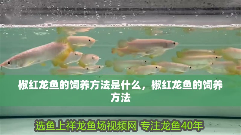 椒紅龍魚的飼養方法是什么，椒紅龍魚的飼養方法