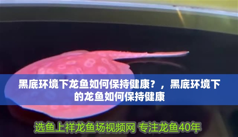 黑底環境下龍魚如何保持健康？，黑底環境下的龍魚如何保持健康