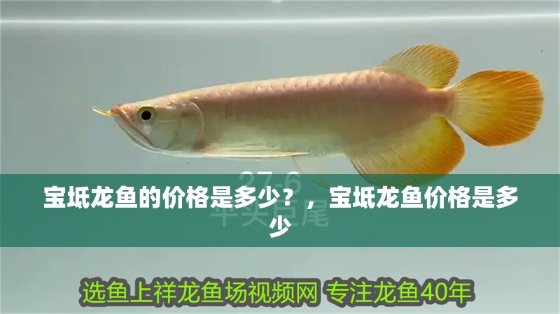 寶坻龍魚的價格是多少？，寶坻龍魚價格是多少