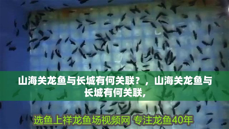 山海關龍魚與長城有何關聯？，山海關龍魚與長城有何關聯,