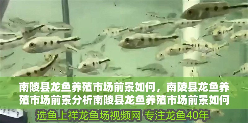 南陵縣龍魚養(yǎng)殖市場前景如何，南陵縣龍魚養(yǎng)殖市場前景分析南陵縣龍魚養(yǎng)殖市場前景如何
