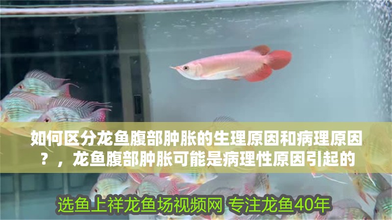 如何區分龍魚腹部腫脹的生理原因和病理原因？，龍魚腹部腫脹可能是病理性原因引起的