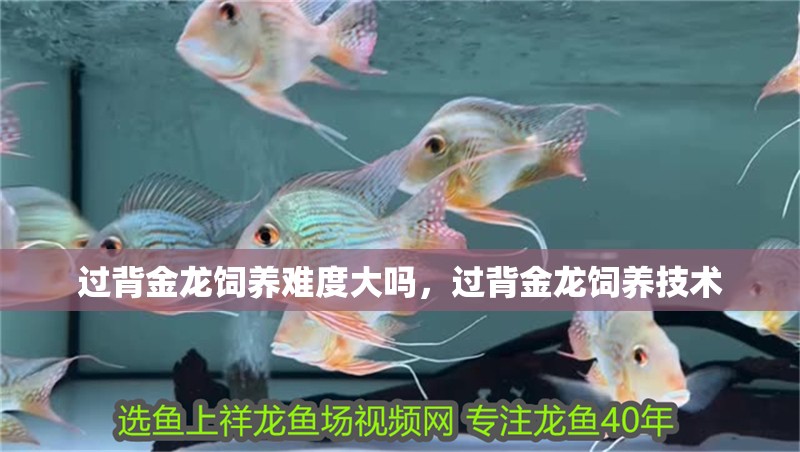過背金龍飼養難度大嗎，過背金龍飼養技術