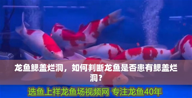 龍魚鰓蓋爛洞，如何判斷龍魚是否患有鰓蓋爛洞？