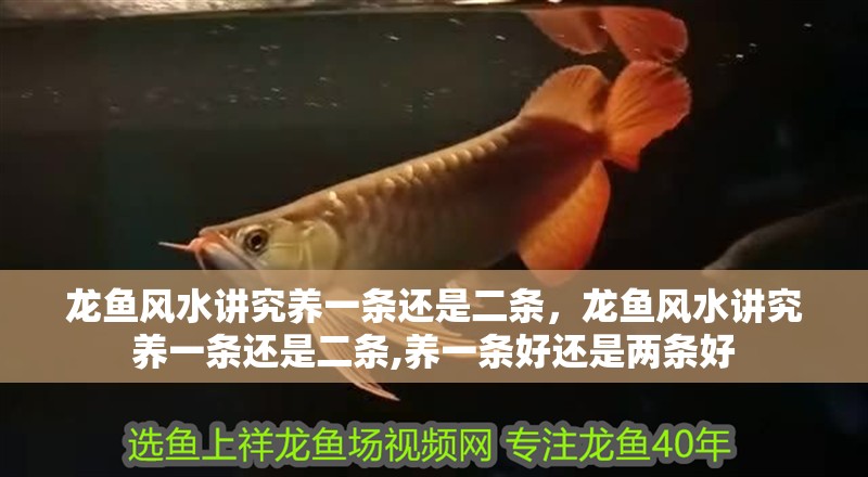 龍魚(yú)風(fēng)水講究養(yǎng)一條還是二條，龍魚(yú)風(fēng)水講究養(yǎng)一條還是二條,養(yǎng)一條好還是兩條好