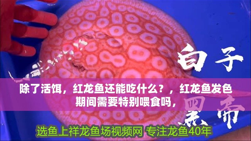除了活餌，紅龍魚還能吃什么？，紅龍魚發色期間需要特別喂食嗎，