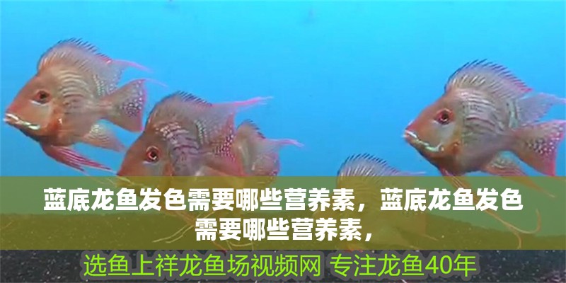 藍底龍魚發色需要哪些營養素，藍底龍魚發色需要哪些營養素，