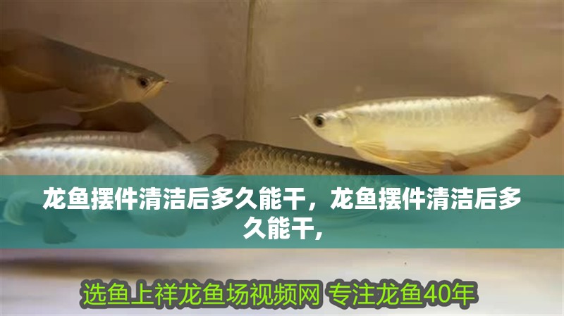 龍魚擺件清潔后多久能干，龍魚擺件清潔后多久能干,