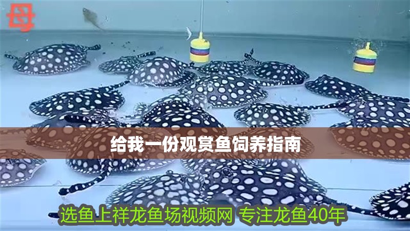 給我一份觀賞魚飼養指南
