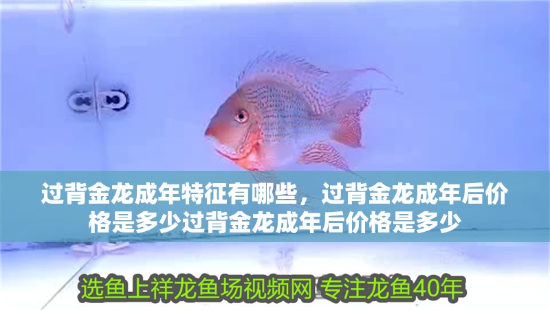 過背金龍成年特征有哪些，過背金龍成年后價格是多少過背金龍成年后價格是多少