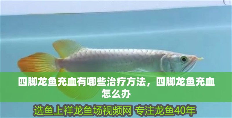 四腳龍魚充血有哪些治療方法，四腳龍魚充血怎么辦