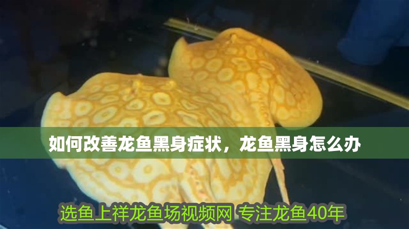 如何改善龍魚黑身癥狀，龍魚黑身怎么辦