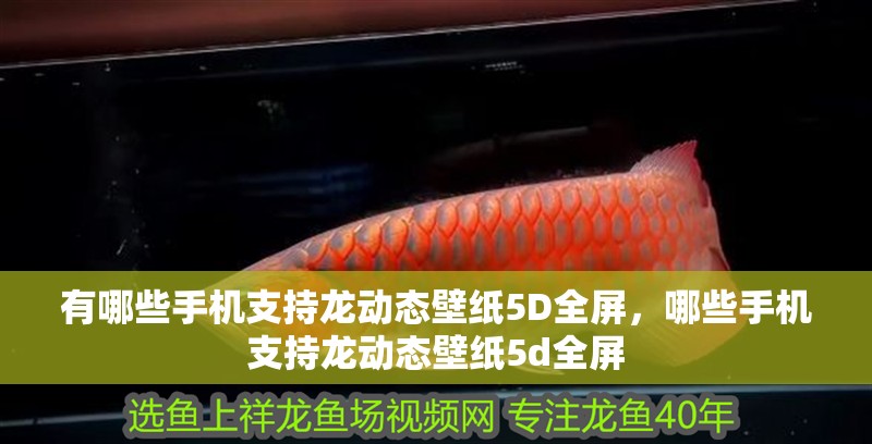 有哪些手機支持龍動態(tài)壁紙5D全屏，哪些手機支持龍動態(tài)壁紙5d全屏