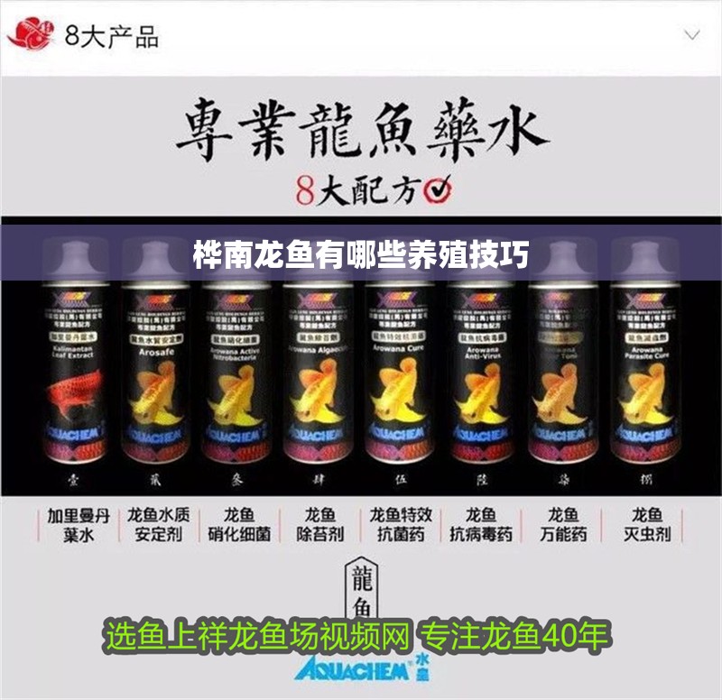 樺南龍魚有哪些養殖技巧