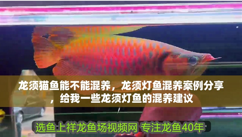 龍須貓魚能不能混養，龍須燈魚混養案例分享，給我一些龍須燈魚的混養建議