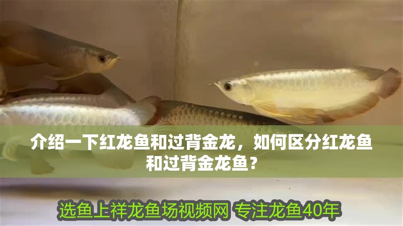 介紹一下紅龍魚和過背金龍，如何區(qū)分紅龍魚和過背金龍魚？