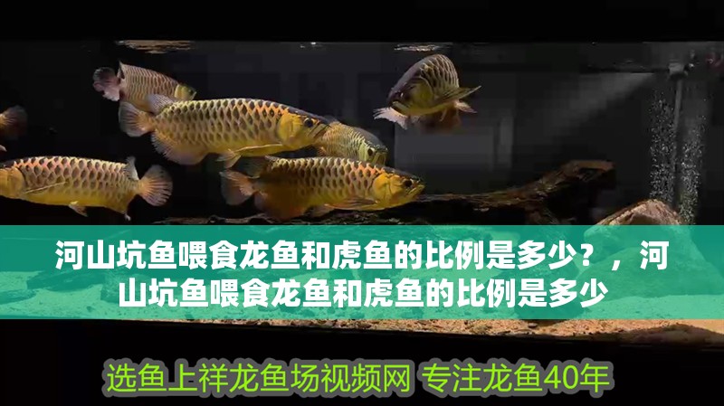 河山坑魚喂食龍魚和虎魚的比例是多少？，河山坑魚喂食龍魚和虎魚的比例是多少