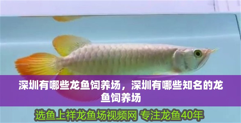 深圳有哪些龍魚飼養場，深圳有哪些知名的龍魚飼養場