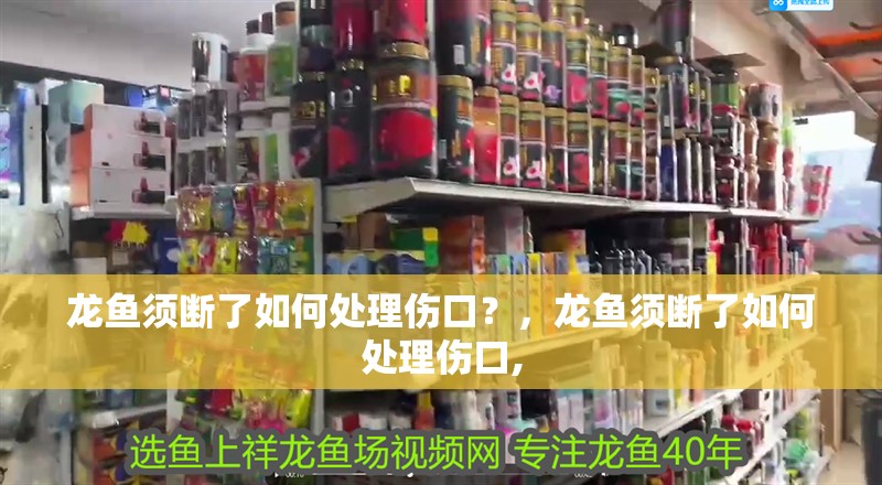 龍魚須斷了如何處理傷口？，龍魚須斷了如何處理傷口,