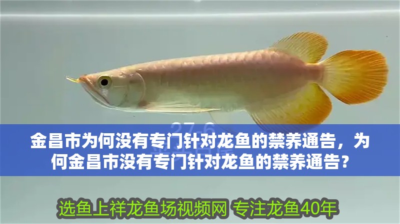 金昌市為何沒有專門針對龍魚的禁養通告，為何金昌市沒有專門針對龍魚的禁養通告？