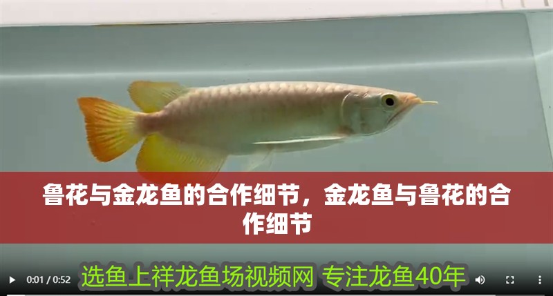 魯花與金龍魚的合作細節，金龍魚與魯花的合作細節