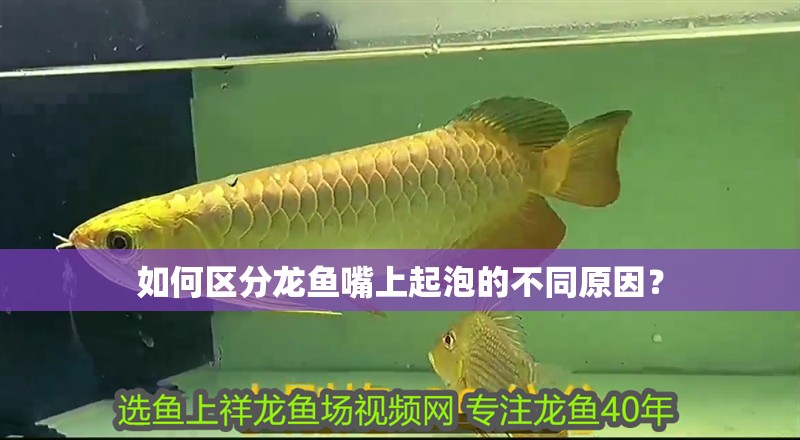 如何區分龍魚嘴上起泡的不同原因？