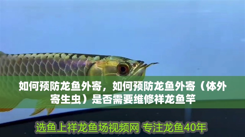 如何預防龍魚外寄，如何預防龍魚外寄（體外寄生蟲）是否需要維修祥龍魚竿