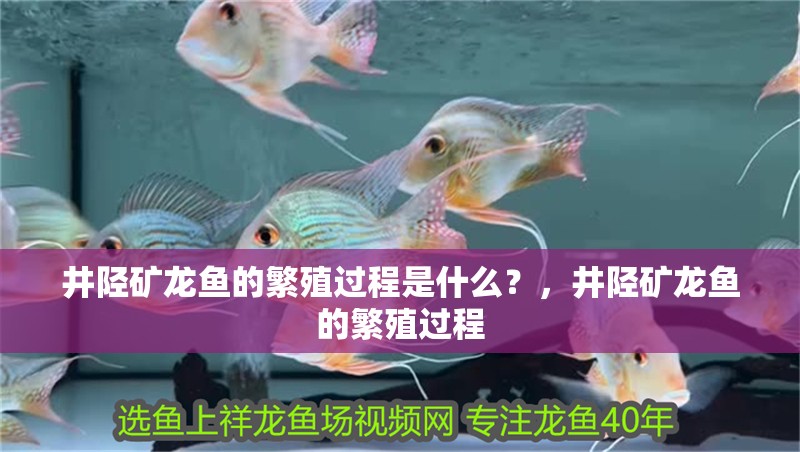 井陘礦龍魚的繁殖過程是什么？，井陘礦龍魚的繁殖過程