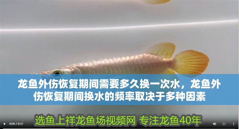 龍魚外傷恢復期間需要多久換一次水，龍魚外傷恢復期間換水的頻率取決于多種因素