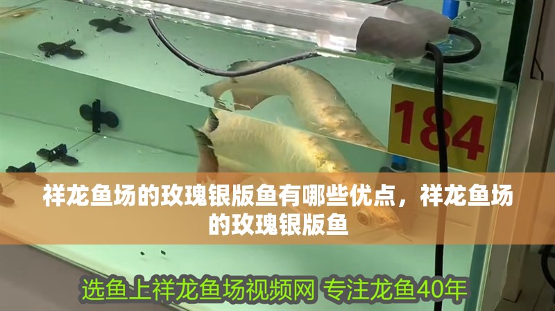 祥龍魚場的玫瑰銀版魚有哪些優(yōu)點，祥龍魚場的玫瑰銀版魚