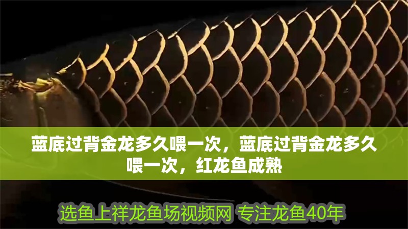 藍底過背金龍多久喂一次，藍底過背金龍多久喂一次，紅龍魚成熟