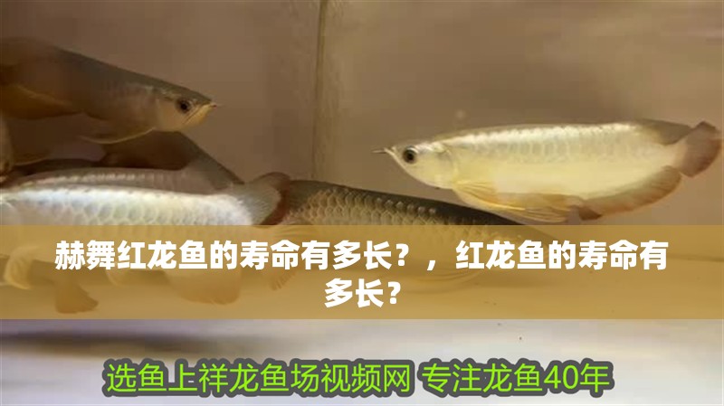 赫舞紅龍魚的壽命有多長？，紅龍魚的壽命有多長？