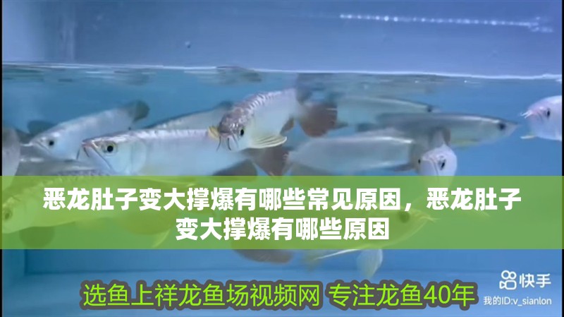 惡龍肚子變大撐爆有哪些常見原因，惡龍肚子變大撐爆有哪些原因