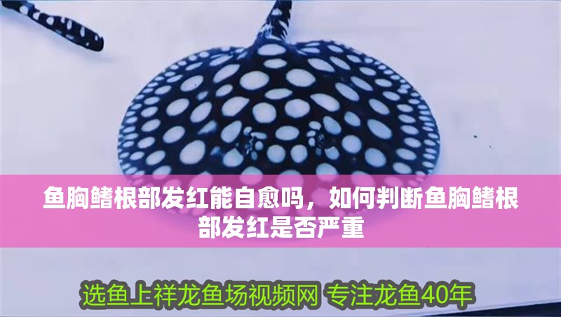 魚胸鰭根部發紅能自愈嗎，如何判斷魚胸鰭根部發紅是否嚴重