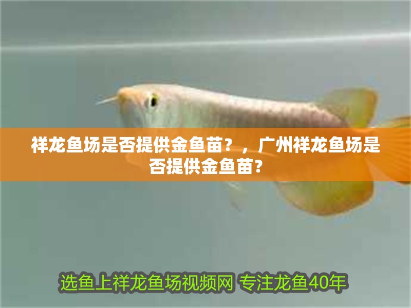 祥龍魚場是否提供金魚苗？，廣州祥龍魚場是否提供金魚苗？