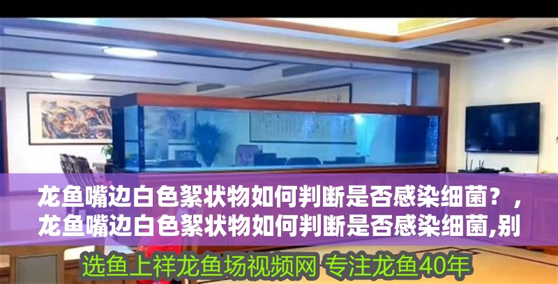 龍魚嘴邊白色絮狀物如何判斷是否感染細菌？，龍魚嘴邊白色絮狀物如何判斷是否感染細菌,別擔心