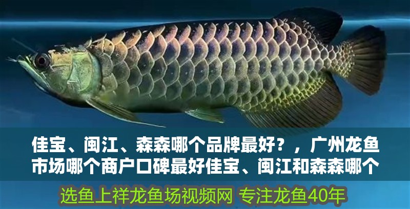 佳寶、閩江、森森哪個品牌最好？，廣州龍魚市場哪個商戶口碑最好佳寶、閩江和森森哪個最好