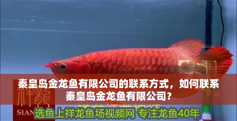 秦皇島金龍魚有限公司的聯(lián)系方式，如何聯(lián)系秦皇島金龍魚有限公司？