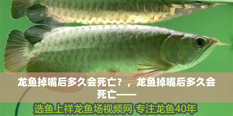 龍魚掉嘴后多久會死亡？，龍魚掉嘴后多久會死亡——